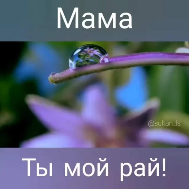 Мама ты моя жизнь. Ты мой ангел мама. Мама ты мой мир. Спасибо всем мамам на свете. Мать надпись.
