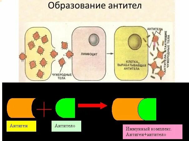 Антитела образуются. Лейкоциты иммунные клетки. Клетки образующие антитела. Синтез иммуноглобулинов схема. Образование антител происходит в лимфатических узлах.