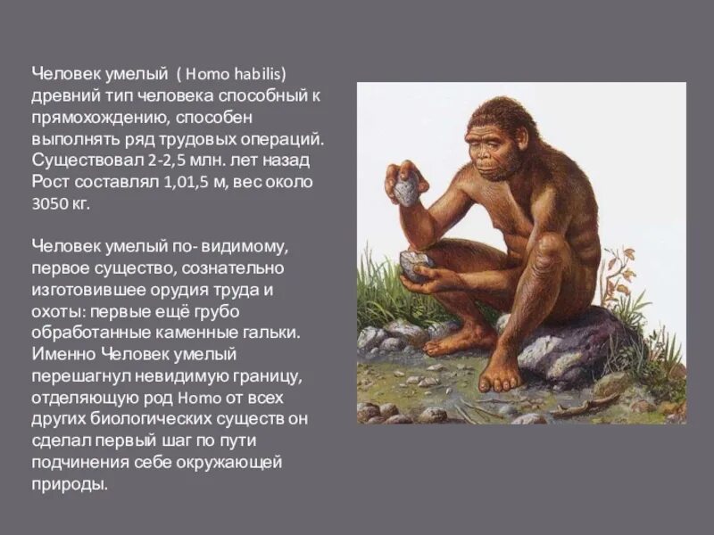 Как появился человек биология 5. Человек умелый хомо хабилис. Homo habilis характеристика. Хомо хабилис таблица. Сообщение о человеке умелом биология 5 класс.