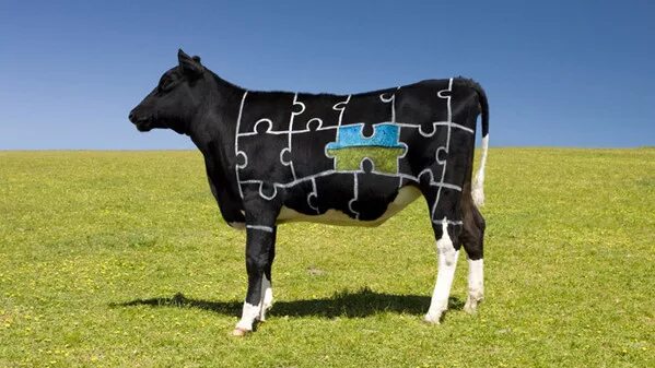 Cow body