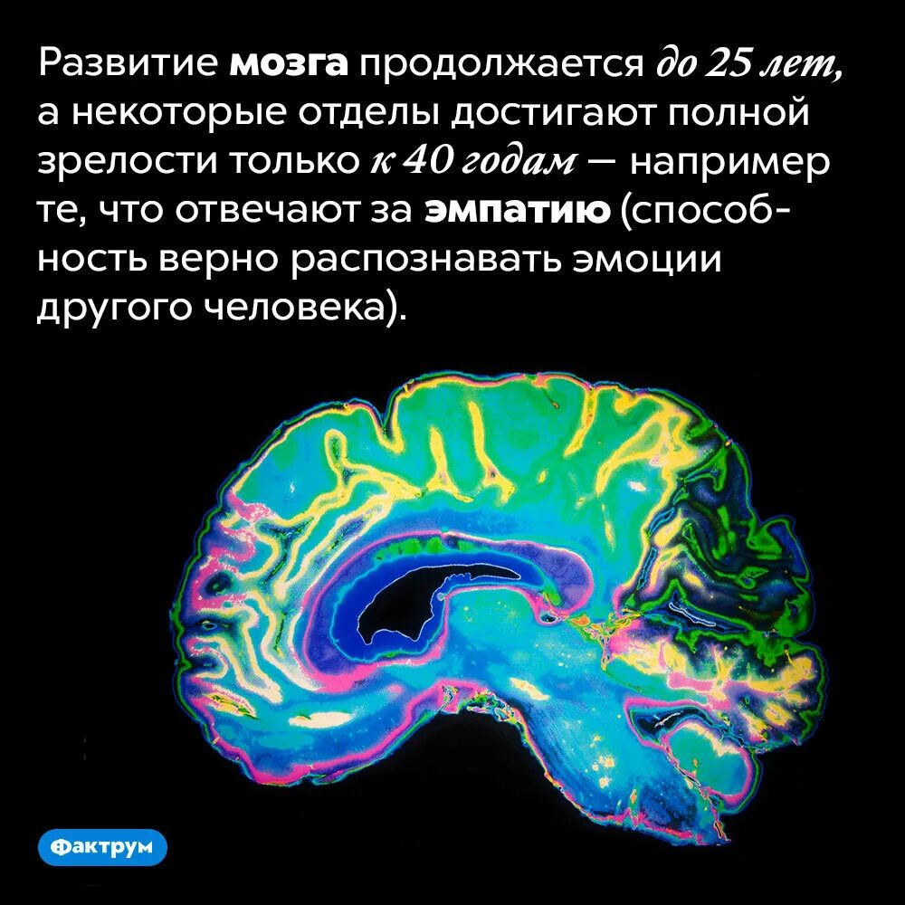 Интересные факты о мозге. Интересное про мозг. Интересные факты о нервной системе. Интересные факты о мозге человека. O brain