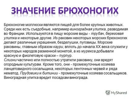 Значение класса брюхоногие