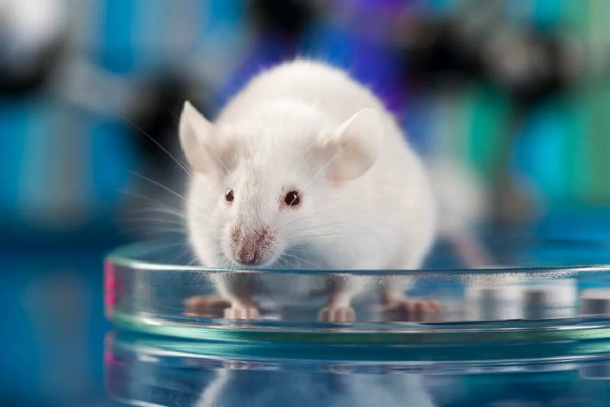 Зрение мыши. Лабораторные мыши. Лабораторные животные. Клонирование мышей. Мелкие лабораторные животные.