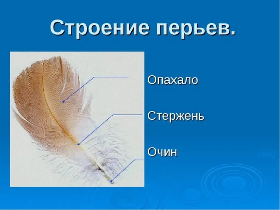 Оперение птицы название. Пуховое перо птицы строение. Строение пухового пера птицы. Пуховое перо у птиц название его частей. Строение перьев птиц пуховое перо.