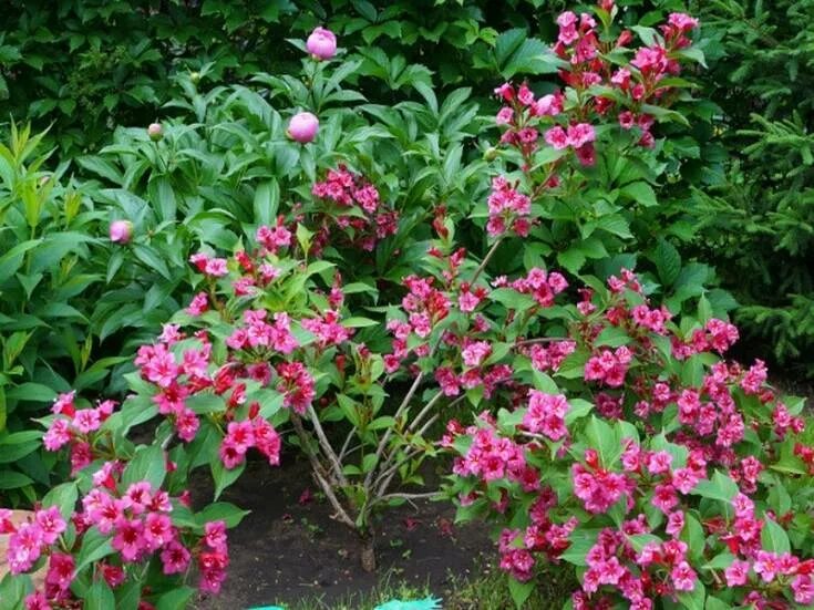 Weigela 'Wine & Roses'...burgundy foliage and rose-pink flowers. Weigela wine an