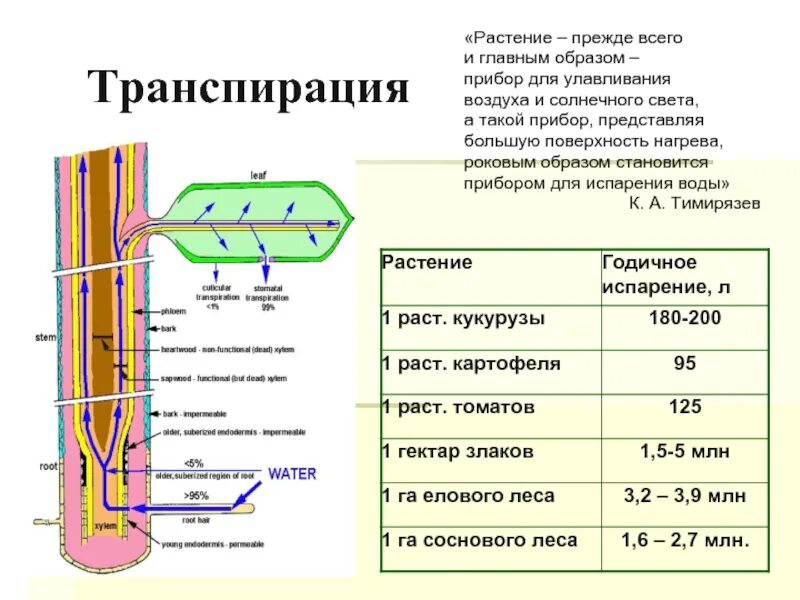 Какое значение имеет транспирация. Процесс транспирации у растений. транспирация у растений это. транспирация воды у растений. коэффициент транспирации с/х растений.
