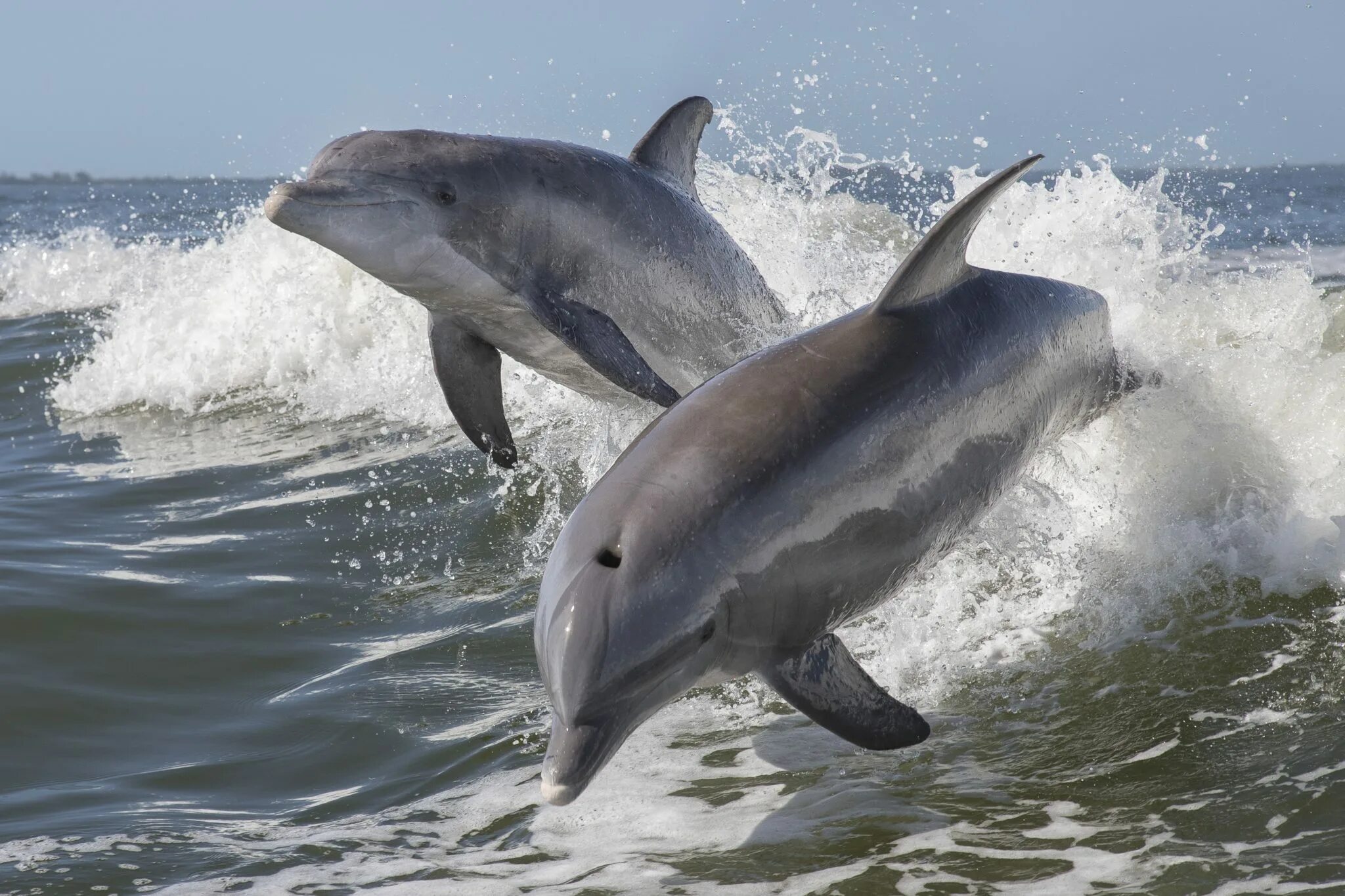 Дельфины живут лет. Черноморская Афалина. Афалина (Tursiops truncatus). Черноморские дельфины афалины. Белобочка и Афалина.