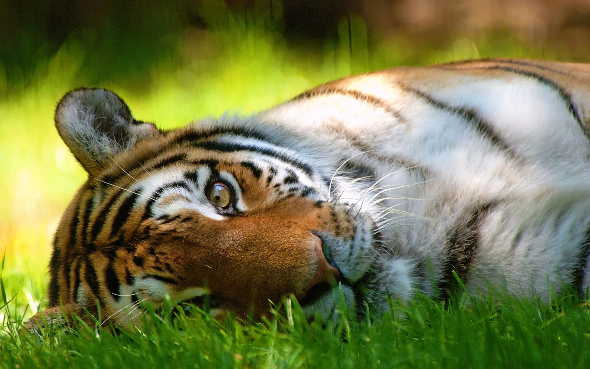 Тигр. Красивый тигр. Лето животные. Тигр в траве. Обои тигры на рабочий