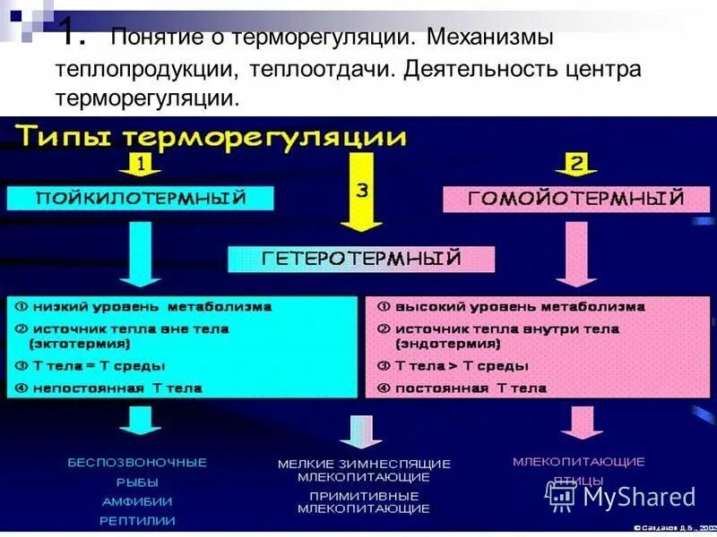 Какие структуры кожи участвуют в терморегуляции