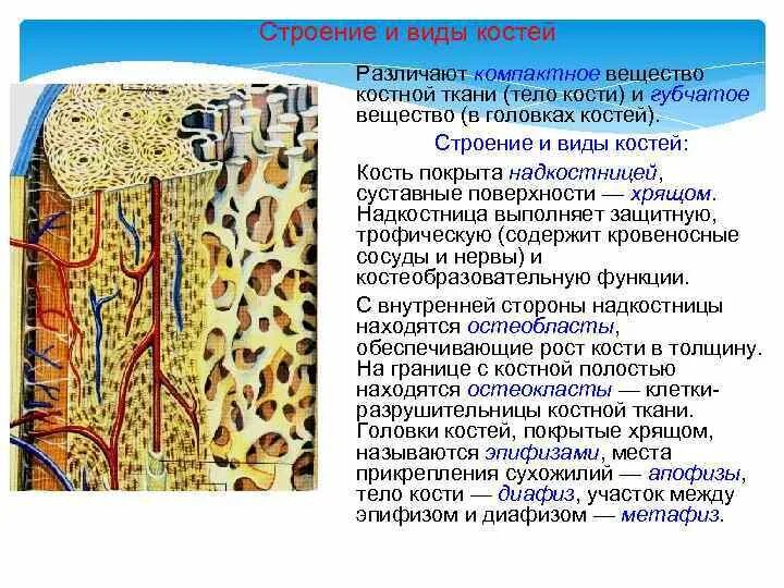 Компактное вещество находится. Строение кости надкостница компактное и губчатое вещество. Надкостница компактное вещество губчатое вещество. Кость надкостница компактное вещество. Строение компактного вещества костной ткани.