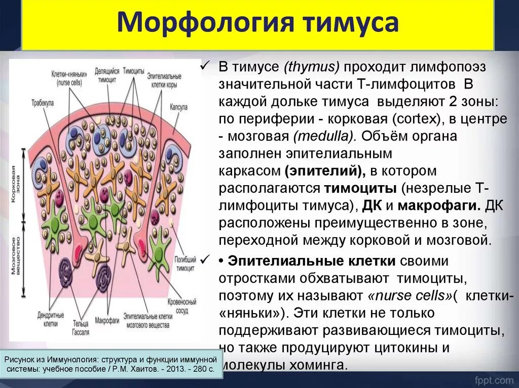 Т зоной является