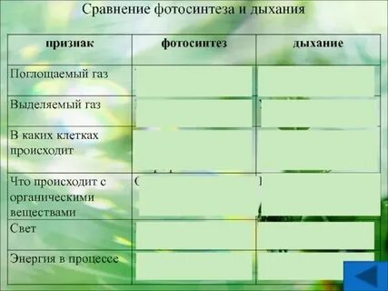 Таблица фотосинтез дыхание 6 класс