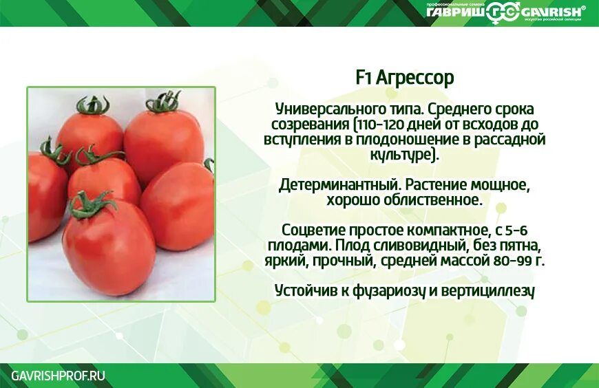 Томат Агрессор. Сорт помидор Агрессор. Помидоры для открытого грунта. Помидор Агрессор высота. Томаты для краснодарского края для открытого