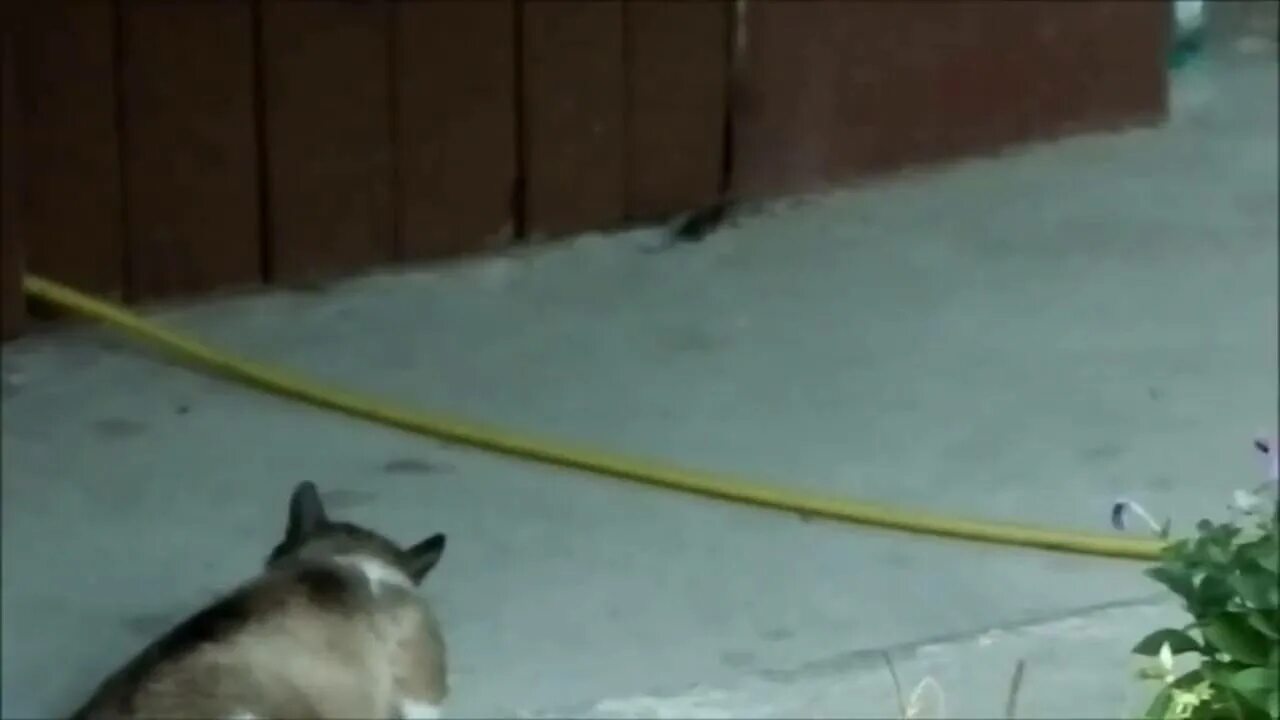 Кот и крыса видео. Кот ловит крысу. Психоделический дуэт кота и мыши. Кот ловит крысу. Кот и крыса видео.