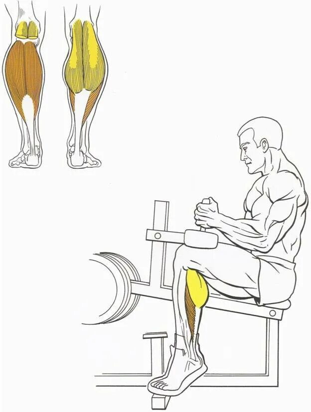 Подъем на носки в тренажере. Упражнения на икроножные и камбаловидные мышцы. Тренажер для прокачки икроножных мышц. Упражнение для икроножных мышц подъем на носки. Подъемы на тренажере для икроножных мышц.