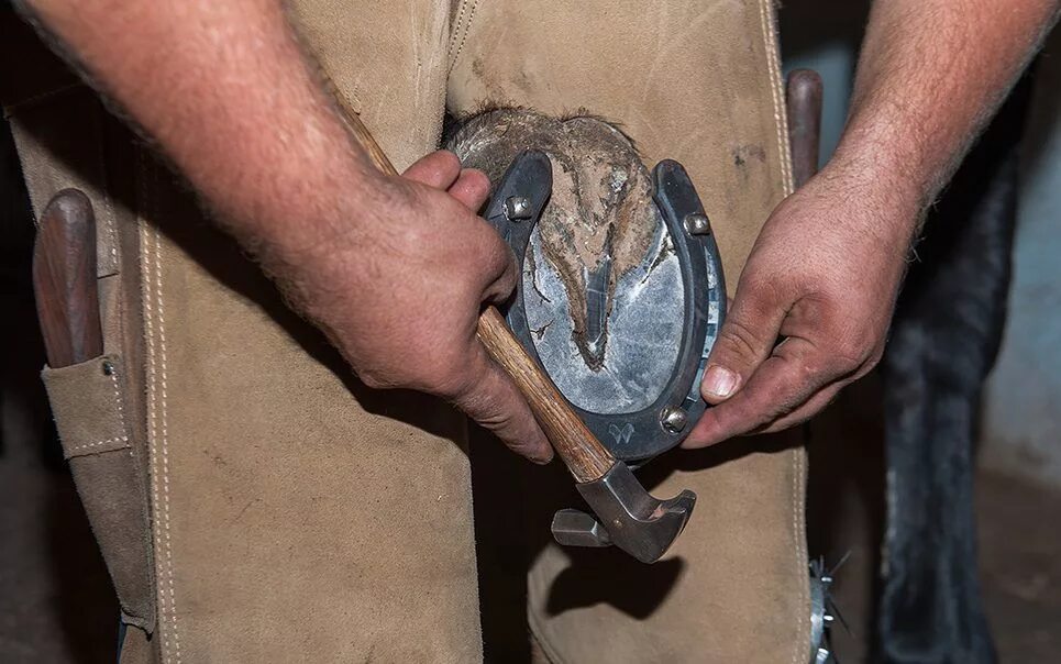 Ортопедические подковы для лошадей. Ковка лошадей. Подковывание лошадей. Кузнец подковывает лошадь. Подкова с лошадью.