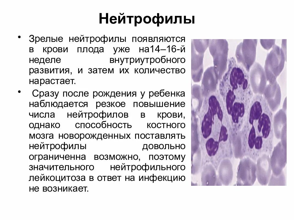 Нейрофилы сегментоядерные. Сегментоядерные нейтрофилы строение. зрелые и незрелые нейтрофилы. сегментоядерные нейтрофилы характеристика. нейтрофилы обеспечивают преимущественно.
