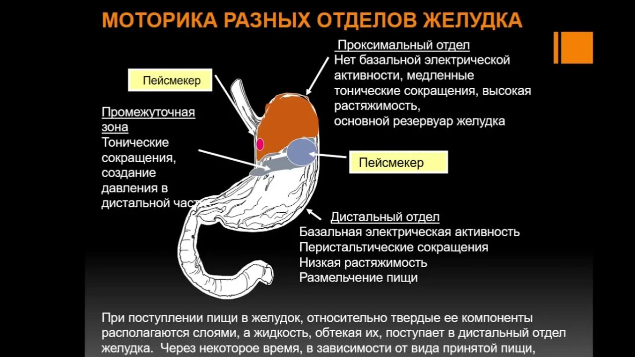 Как нормализовать желудок. Моторика разных отделов желудка. Перистальтика желудка. Упражгения доя моторики же. Моторная функция желудка.