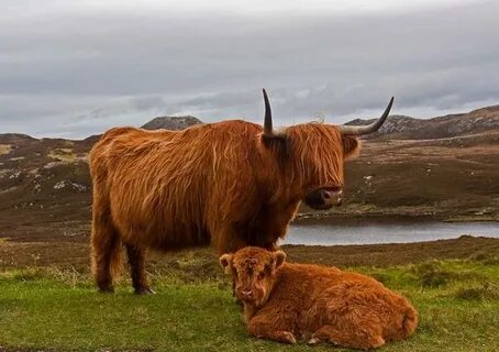 Bear cow