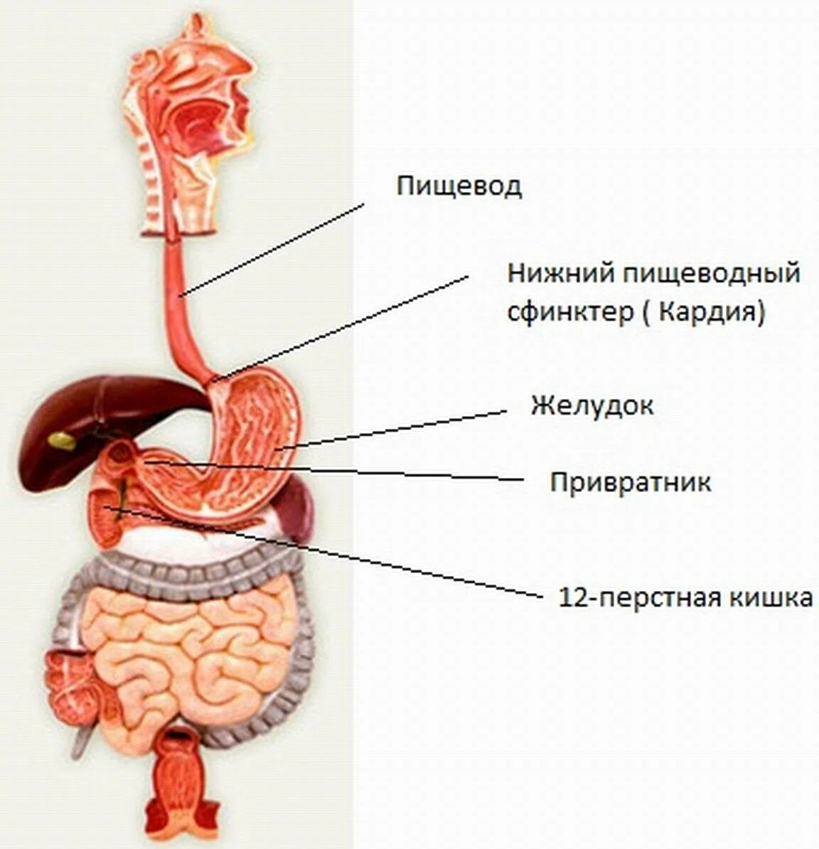 Еда в пищеводе. PH отделов пищеварительной системы. Жжение в желудочно кишечном тракте.