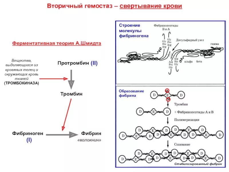 Фибрин структура. Синтез фибриногена. Тромбин фибриноген фибрин. Синтез фибриногена. Фибриноген структура.