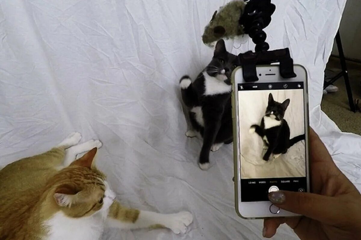 Фотографировать котят. Как выглядят коты. Кошка фотографируется. Кот фоткает. Милые котята.