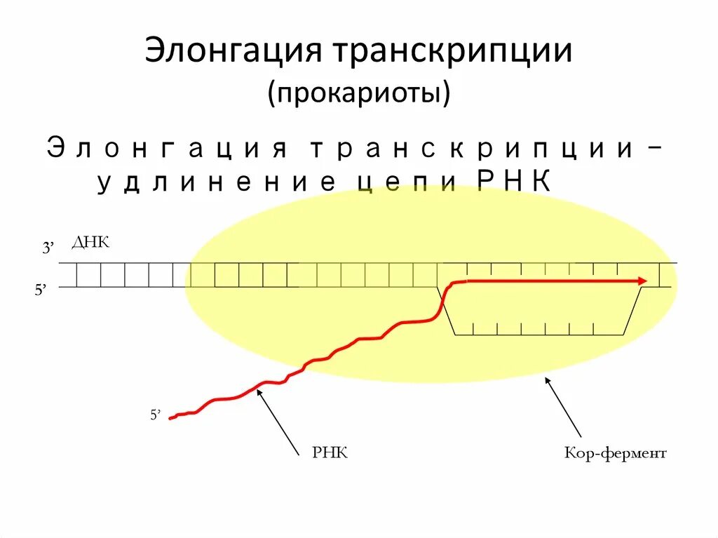 Элонгация транскрипции. Элонгация транскрипции у эукариот. Элонгация и терминация транскрипции. Этапы элонгации транскрипции.