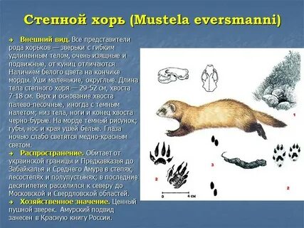 Хорек краткое описание