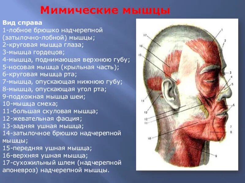 Надчерепную мышцу. Надчерепную мышцу