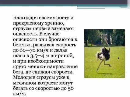 Страус пробегает 96 м за 6 секунд