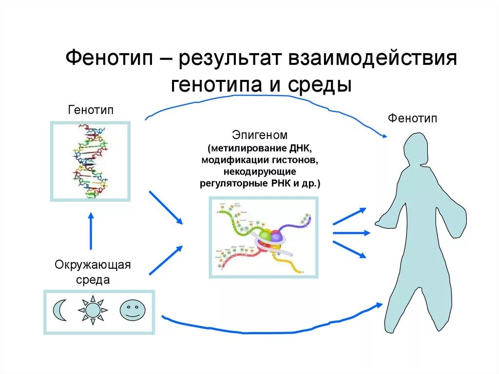 Взаимосвязь генотипа и фенотипа. Взаимодействие генотипа и среды. Взаимодействие генотип среда примеры. Фенотип примеры.