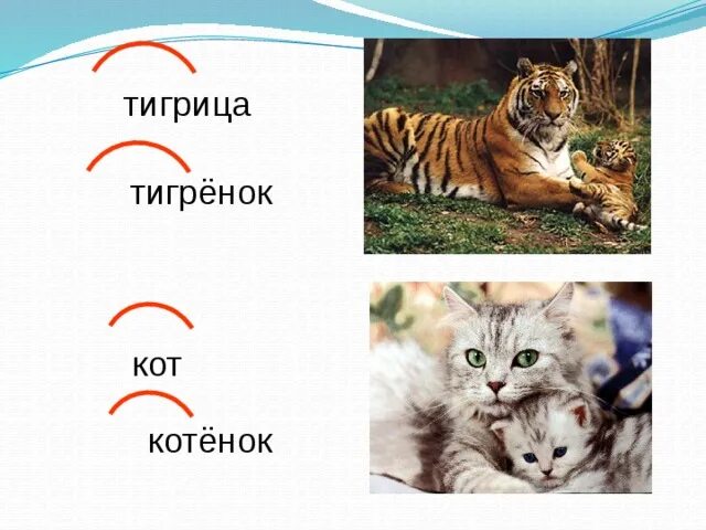 Суффикс в слове тигренок. Как называется детеныш тигра. тигренок и котенок. как тигр делает котенок. котенок как тигренок.