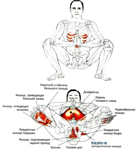 Упражнения для тренировки тазовых мышц. Упражнения для мышц половых органов. Упражнения для мышц тазового дна. Упражнения для тазовых мышц для мужчин. Лк мышца