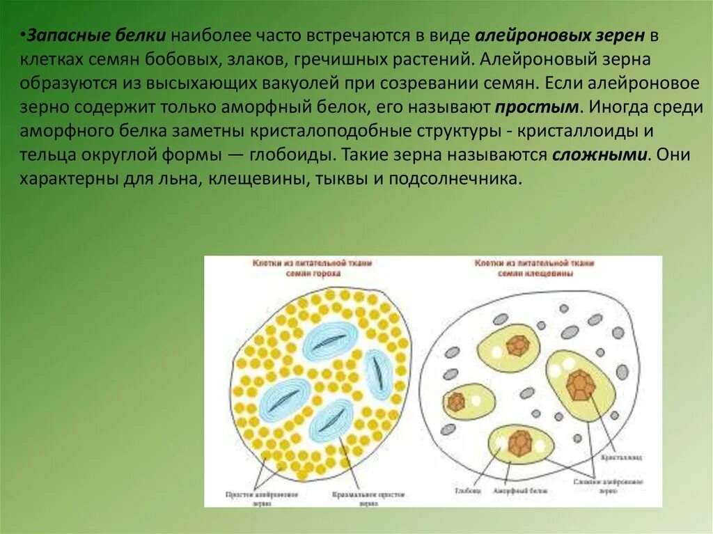 В клетках пшеницы содержится. Кариотипы разных видов. Сильные средние и слабые пшеницы. Строение зерновки пшеницы химический состав. В клетках пшеницы содержится.