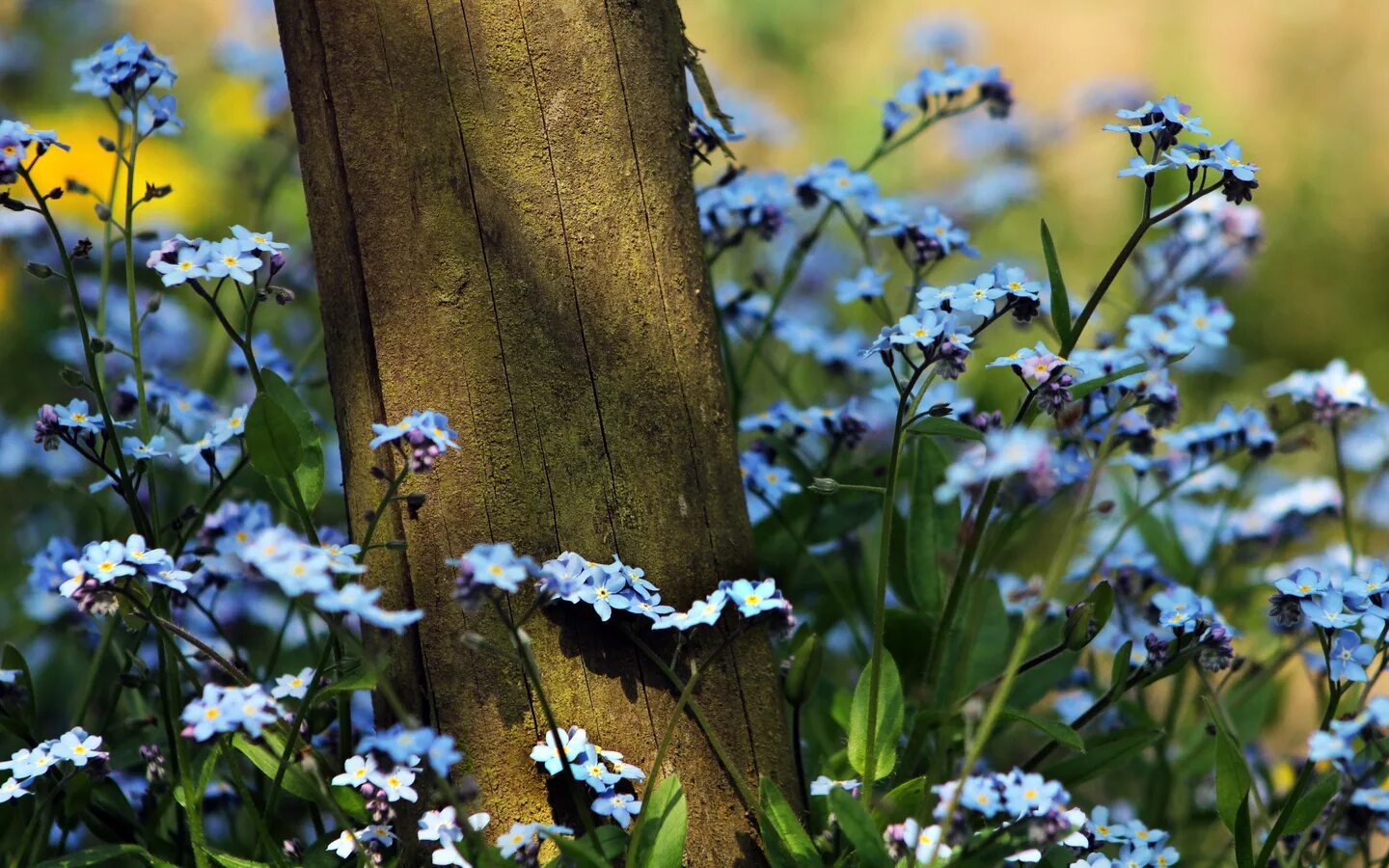 Незабудка цветы. Лесная Поляна. Незабудка Полевая (Myosotis arvensis). Полевые цветы лес незабудки. Незабудка Лесная Полянка. На берегу лесного ручья растут незабудки