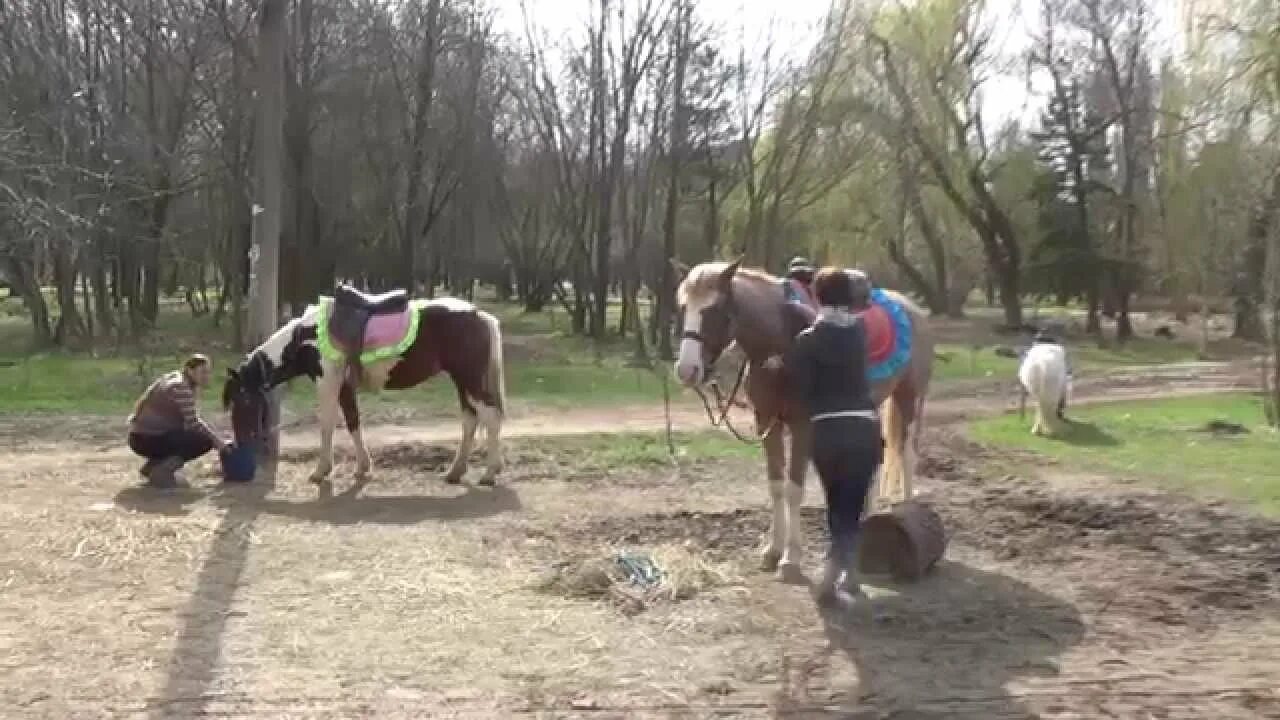 Сити парк симферополь. Гагаринский парк Симферополь 2015. Парк Гагарина лошади. Гагаринский парк Симферополь колесо. Розовый конь Симферополь аниматор Гагаринский парк.