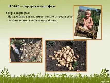 Сочинение как семья собирала урожай 3 класс