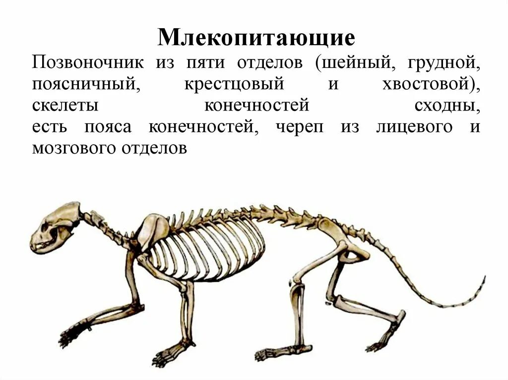 Презентация скелет млекопитающих - 86 фото