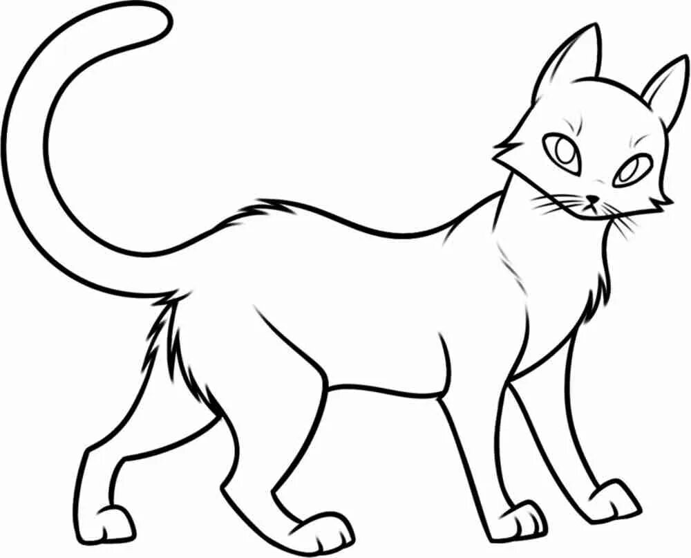 Кошка без цвета