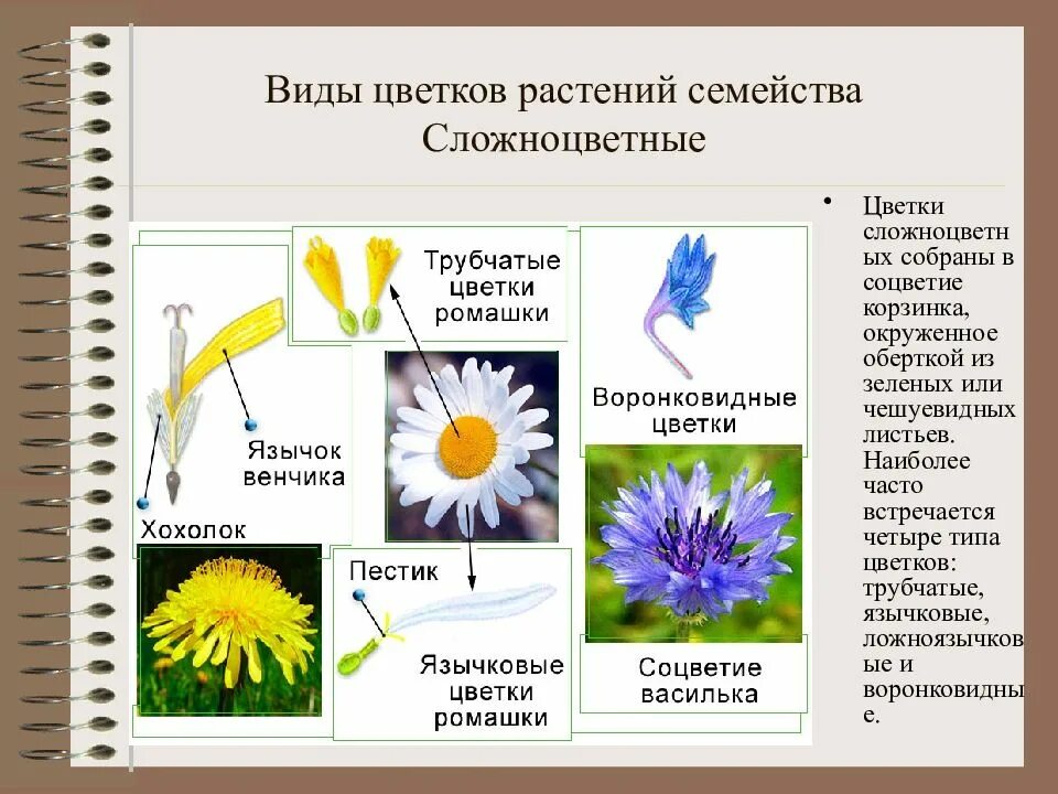 Язычковые цветки семейства Сложноцветные. Типы цветков сложноцветных. Цветы семейства Сложноцветные астровых. Соцветие сложноцветных растений.