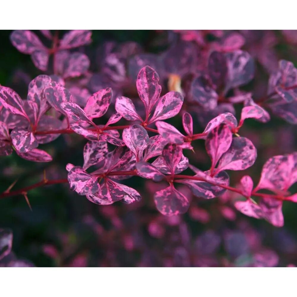 Барбарис роуз глоу. Барбарис тумберга "роуз глоу". Rose glow. Барбарис тунберга роуз глоу. Барбарис роуз глоу.