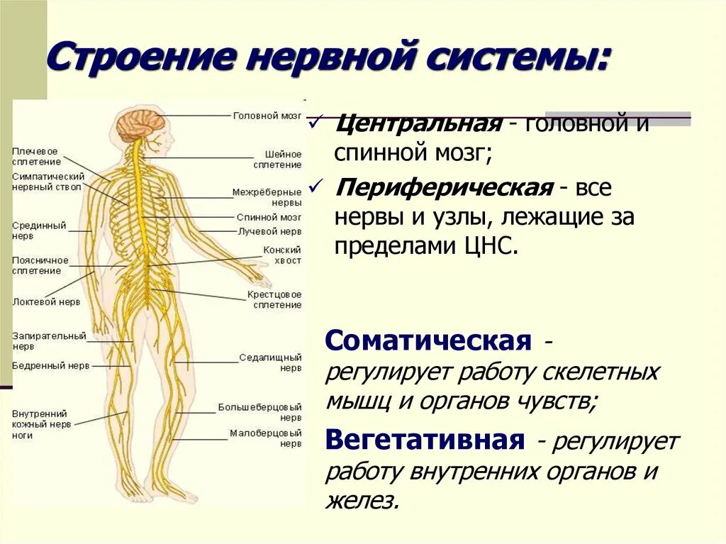 Виды цнс
