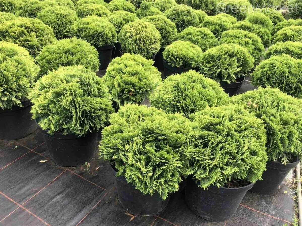 Даника описание и фото. Туя западная рекурва нана. Туя шаровидная. Туя западная thúja occidentális даника. Туя западная даника с3.