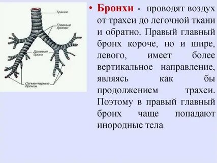 Какую функцию выполняет трахея у жука