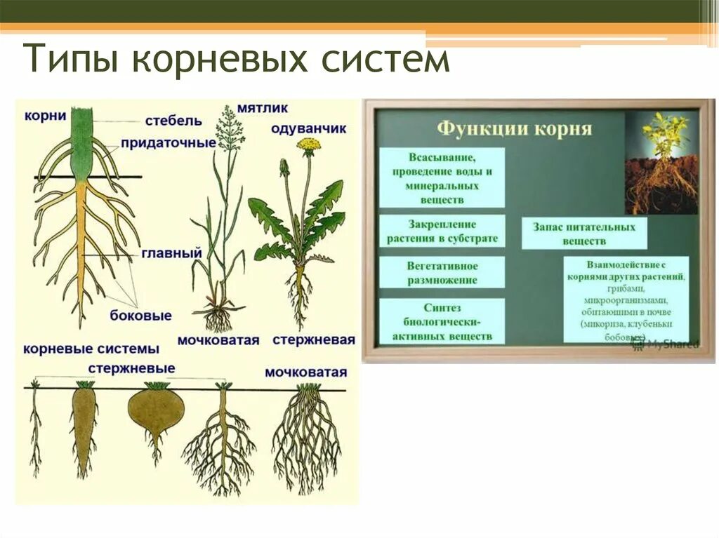 Корневая система растений образованы. Типы корневых систем. Типы корневых систем у растений. Строение корня и типы корневых систем.