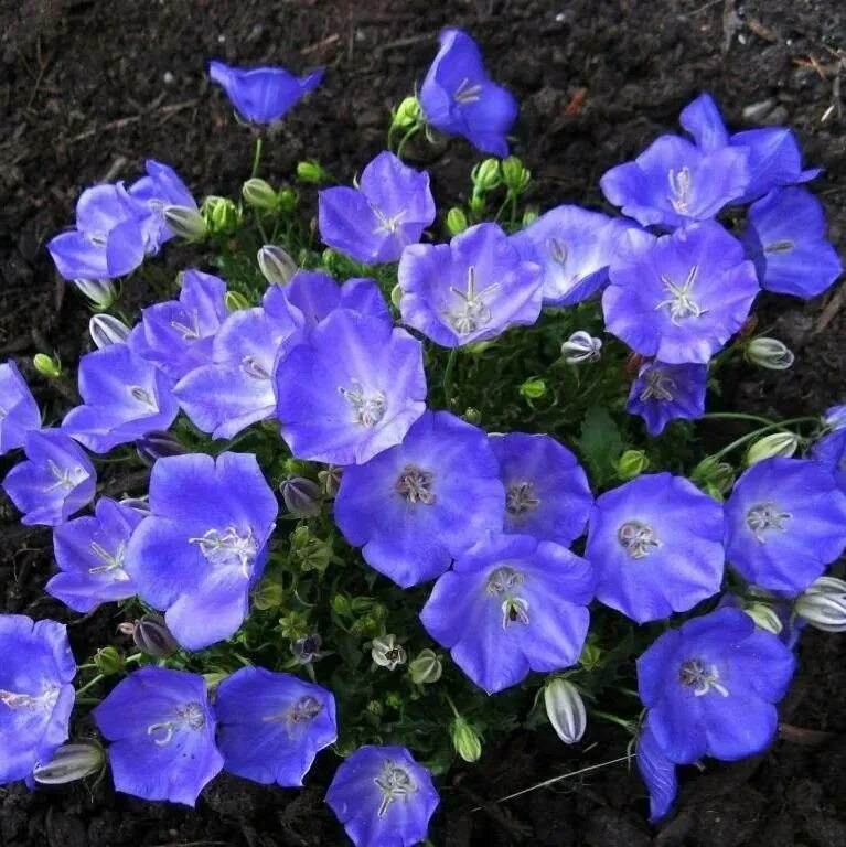 Колокольчик карпатский блю. Колокольчик карпатский (campanula carpatica). Колокольчик карпатский перл дип блю. Колокольчик карпатский блю клипс. Колокольчик карпатский pearl deep blue.