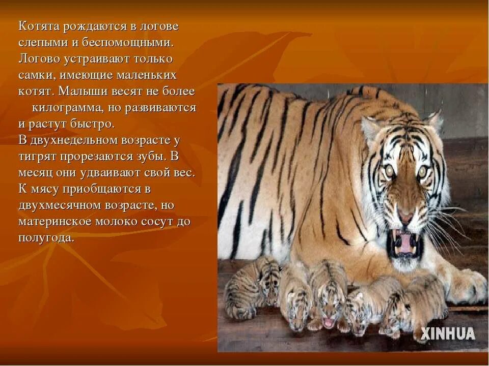 доклад про амурского тигра. амурский тигр сообщение. рассказ про амурского тигра. амурский тигр красная книга. амурский тигр 5 класс.