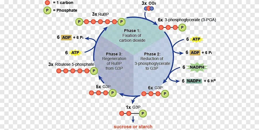 Цикл кальвина в хлоропластах. Цикл Кальвина в фотосинтезе. Цикл Кальвина это в биологии. Цикл цикл Кальвина. Цикл Кальвина схема.