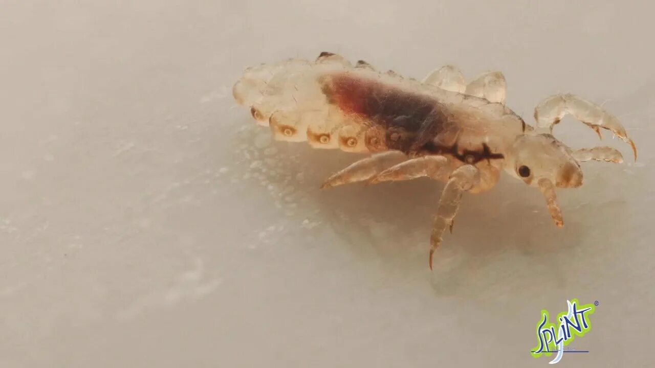 Морская вошь. Фотография из альбома Животные Сабетты - 6 из 23 ВКонтакте