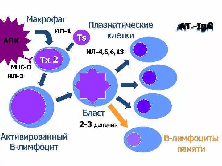 Макрофаг схема. Образование макрофагов. B лимфоциты и плазматические клетки. Этапы дифференцировки макрофагов. Макрофаги антитела